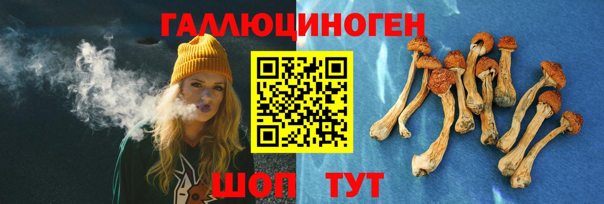 Псилоцибиновые грибы Psilocybine cubensis Северобайкальск